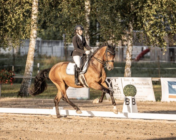 dressage horse First Look WR (Oldenburg, 2015, from Fürsten-Look)