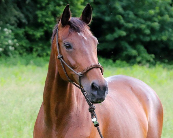 horse Fairy Tale (KWPN (Royal Dutch Sporthorse), 2010, from Carambole)