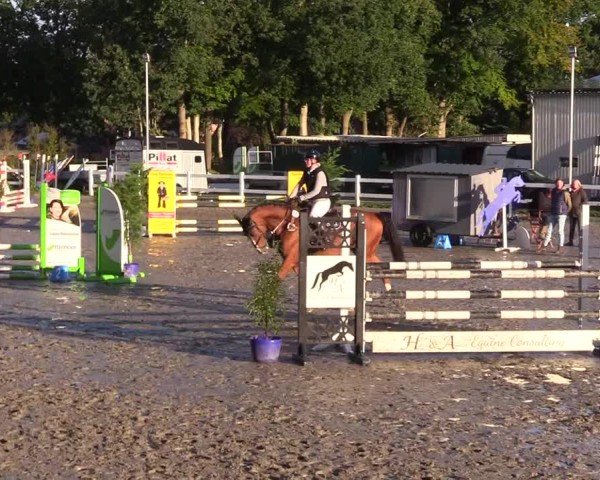 Reitturnier Mildstedt - Jumping Team Nord - 2024