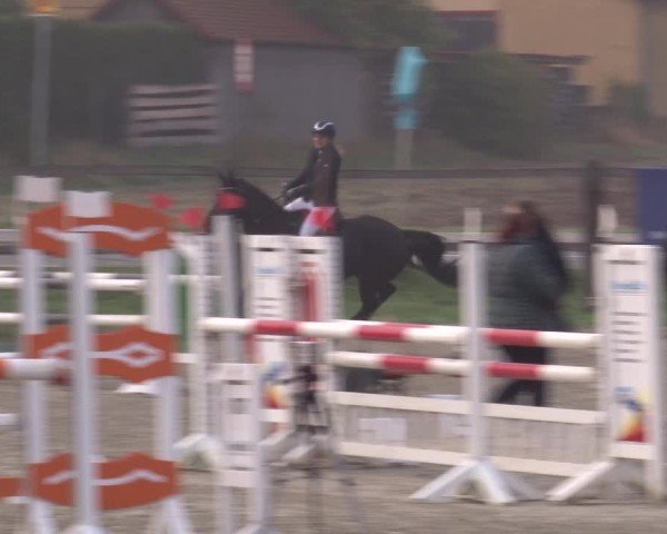 Reitturnier Poxdorf/Ofr 2024