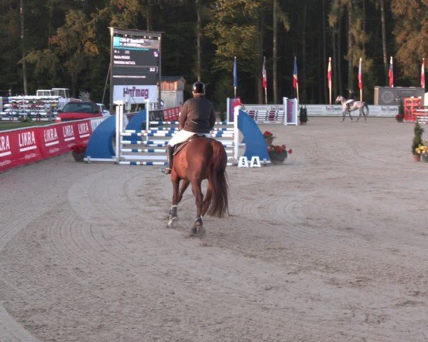 Reitturnier Ranshofen - Braunau am Inn 2024