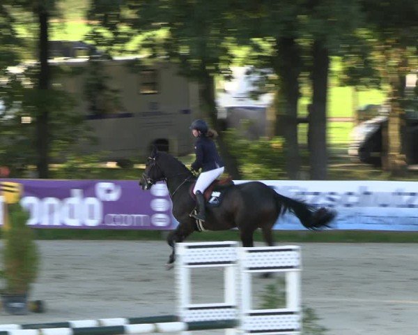 Reitturnier Westergellersen 2024