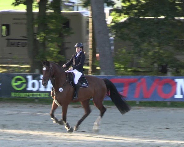 Reitturnier Westergellersen 2024