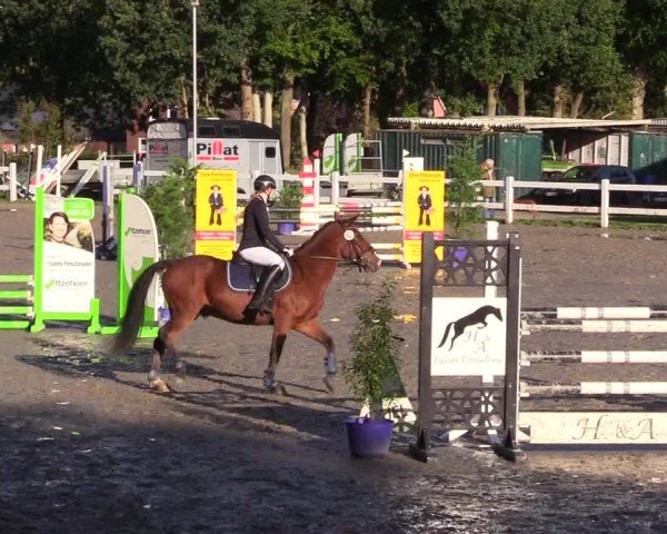 Reitturnier Mildstedt - Jumping Team Nord - 2024