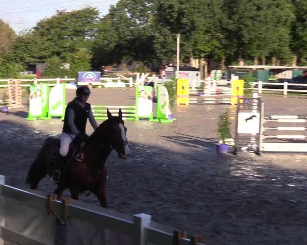 Reitturnier Mildstedt - Jumping Team Nord - 2024