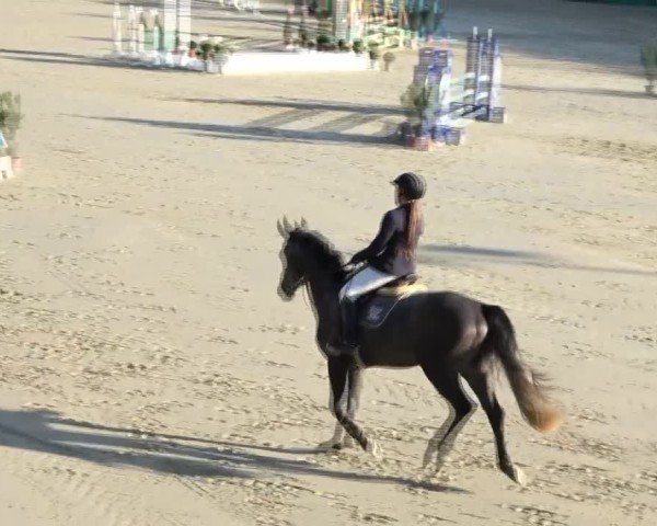 Reitturnier Preding 2024