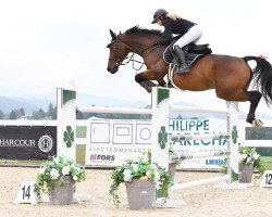 jumper Free du Domaine (Selle Français, 2015, from Canturo)