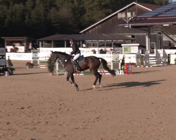 Reitturnier Ranshofen - Braunau am Inn 2024