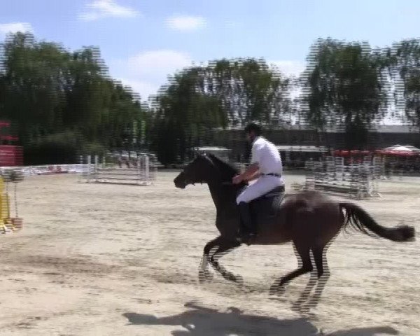 Reitturnier Herbern 2013