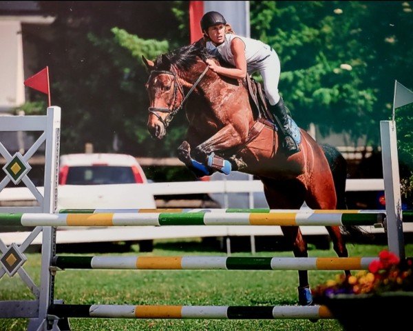 jumper Ahrenshoop (German Riding Pony, 2007, from Gerlof)