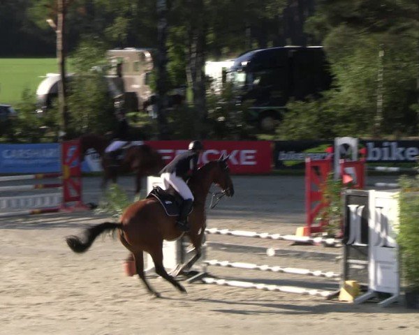 Reitturnier Westergellersen 2024