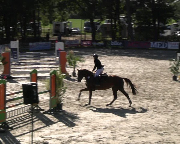 Reitturnier Westergellersen 2024