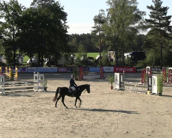 Reitturnier Westergellersen 2024