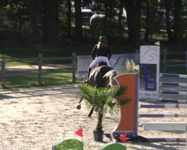 Reitturnier Westergellersen 2024