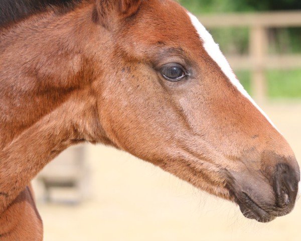 horse Stute von Emerald van het Ruytershof / Cassini I (Holsteiner, 2024, from Emerald van 't Ruytershof)