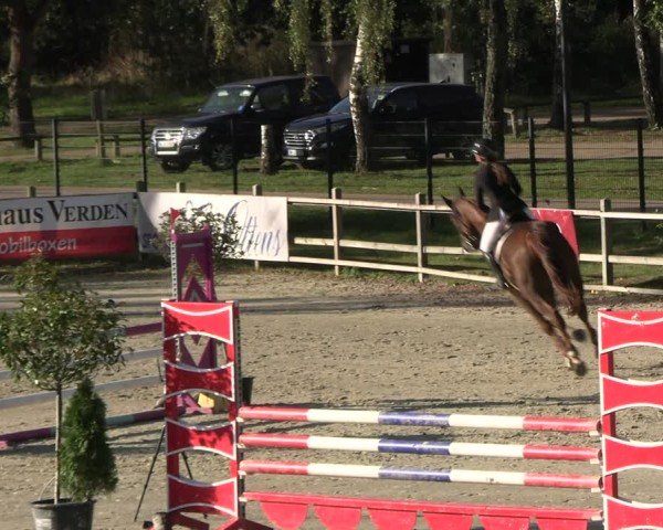 Reitturnier Westergellersen 2024