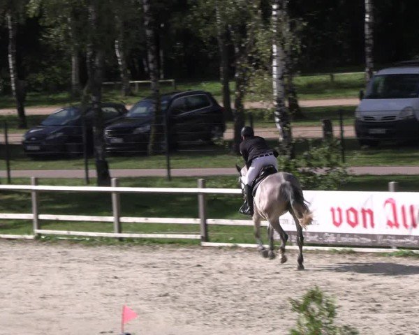 Reitturnier Westergellersen 2024