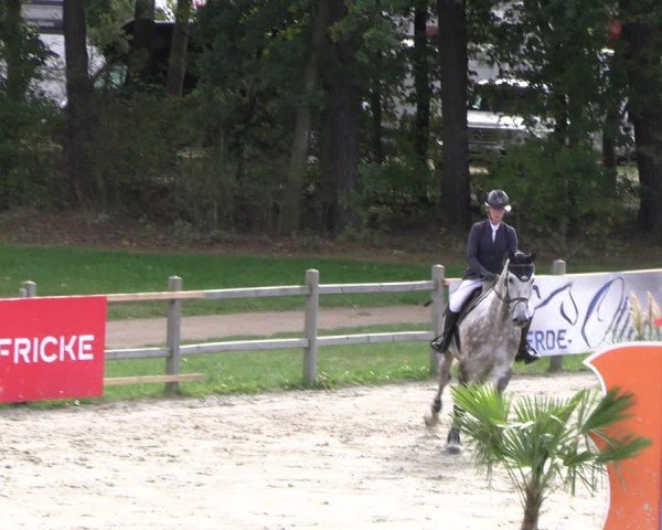 Reitturnier Westergellersen 2024