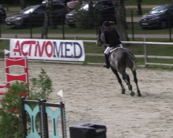 Reitturnier Westergellersen 2024
