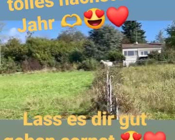 Video von Cornet's Prinz 3