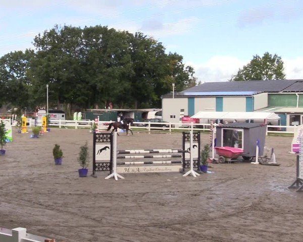 Reitturnier Mildstedt - Jumping Team Nord - 2024