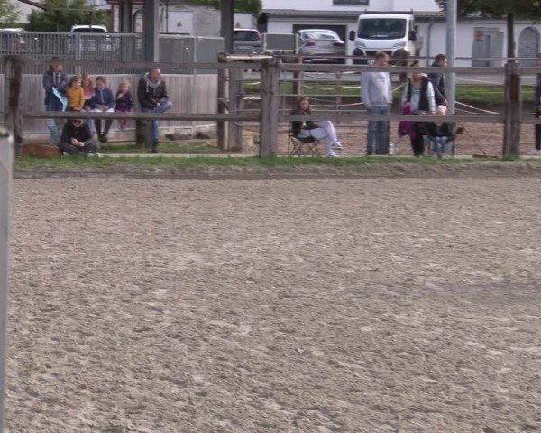 Reitturnier Poxdorf/Ofr 2024