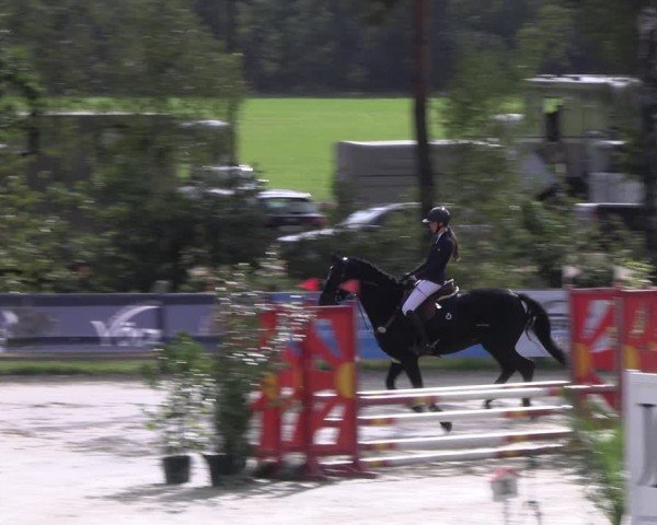 Reitturnier Westergellersen 2024