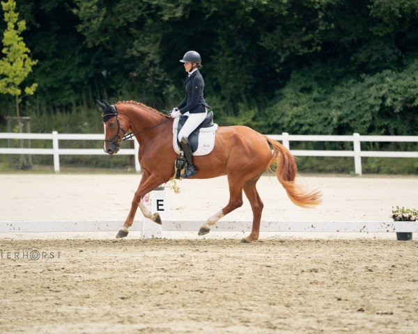 dressage horse Dancing Duke 4 (Oldenburg, 2017, from Danone 4)