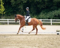 dressage horse Dancing Duke 4 (Oldenburg, 2017, from Danone 4)