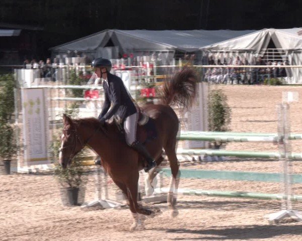 Reitturnier Igls 2024