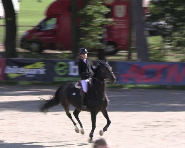 Reitturnier Westergellersen 2024