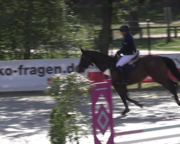 Reitturnier Westergellersen 2024