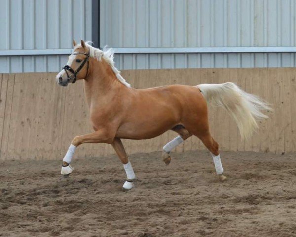 dressage horse Ghostbuster 63 (German Riding Pony, 2021, from Global Champion WE)