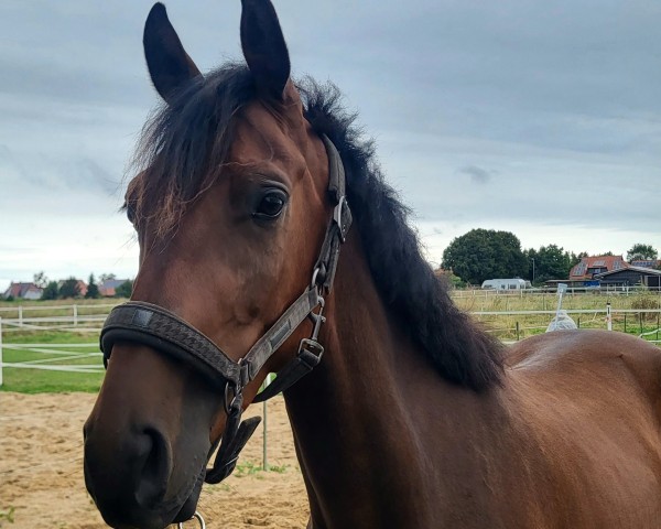 Pferd Conrads Cavendish (Holsteiner, 2021, von Corfu de La Vie)
