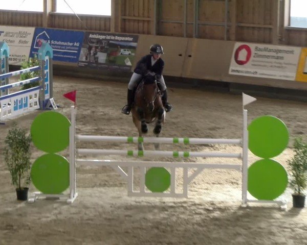 Reitturnier Winterthur 2024
