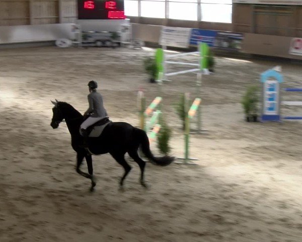 Reitturnier Winterthur 2024