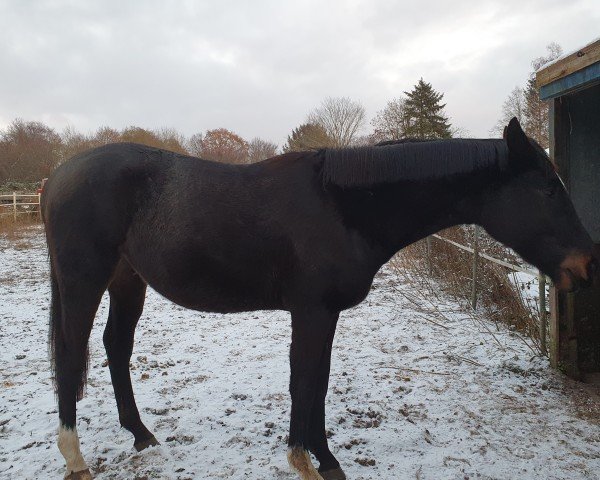 horse Beeten Hoven (Trakehner, 2020, from Come close)