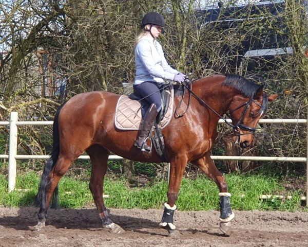 Dressurpferd Beeten Hoop (Trakehner, 2018, von Heops)