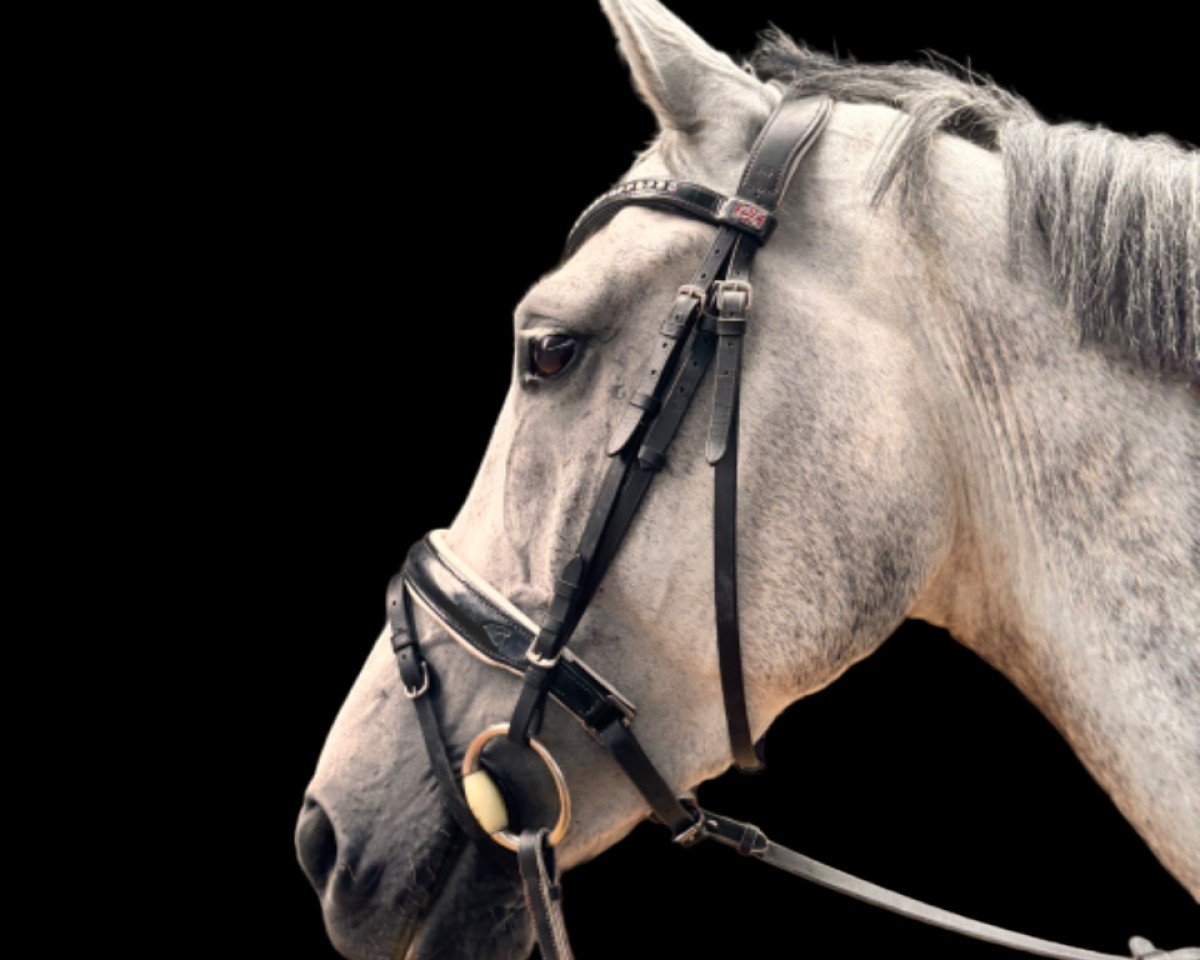 horse Clinton’s Boy 5 (Hanoverian, 2017, from Clinton's Heart)