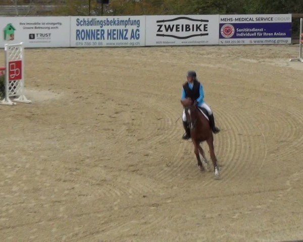Reitturnier Wädenswil 2024