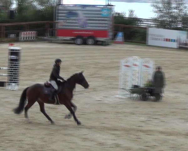 Reitturnier Wädenswil 2024