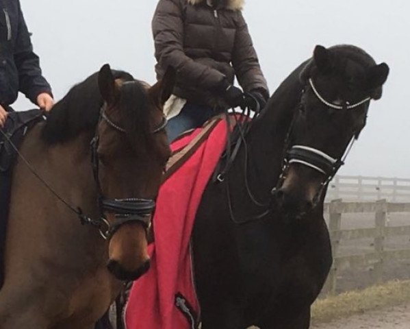 horse Sayonara Deluxe (Hanoverian, 2009, from Sarkozy 3)