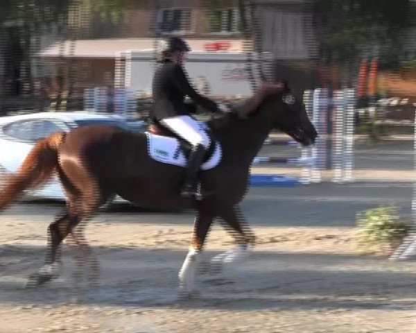 Reitturnier Herbern 2013
