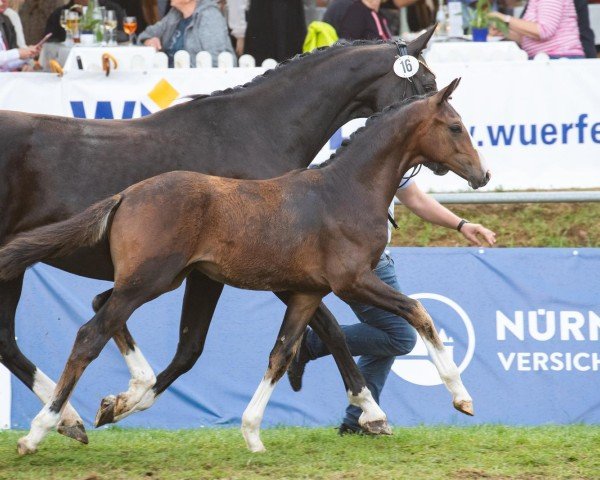 Pferd So Nice Painted s (Hannoveraner, 2024, von Sky)