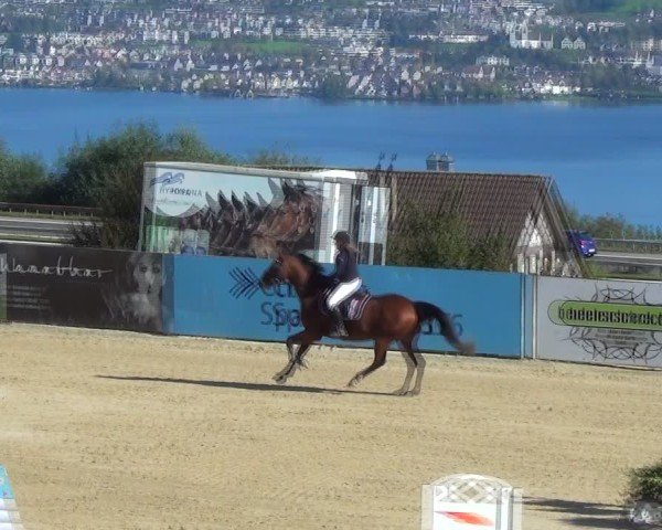 Torneo Equestre Wädenswil 2024