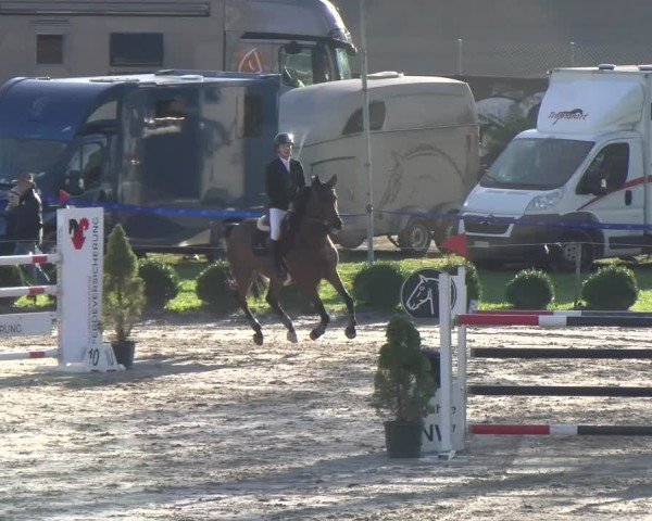 Reitturnier Basel 2024