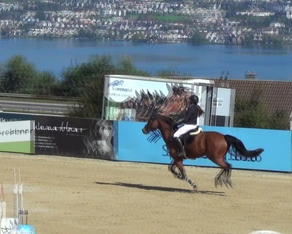 Reitturnier Wädenswil 2024