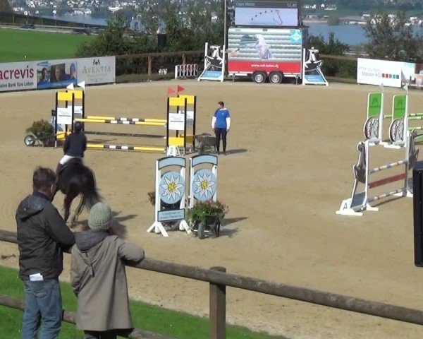 Reitturnier Wädenswil 2024