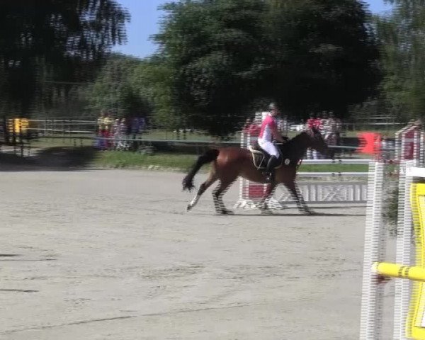 Reitturnier Herbern 2013
