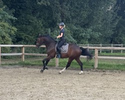 horse Fiderback (Oldenburg, 2020, from Fidertanz)